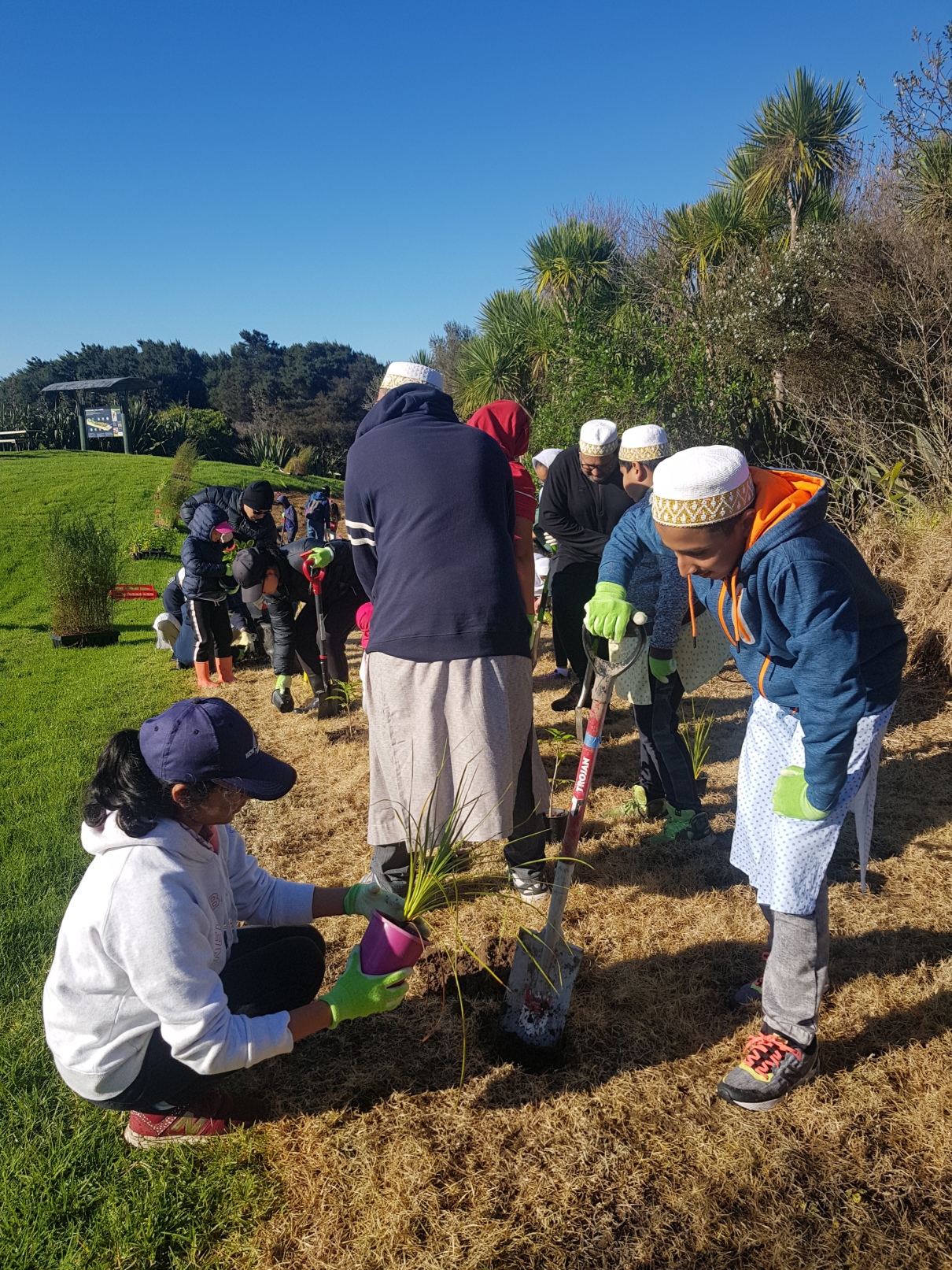 Tree Plantations